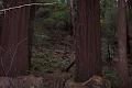 Murray Wood 3